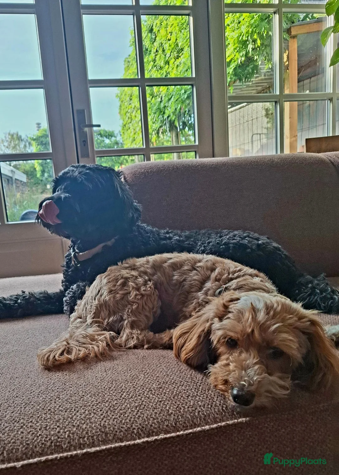 Labradoodle honden te koop: Roxy bijna mama van 5 of 6 puppy's! ♡ - Advertentie 3