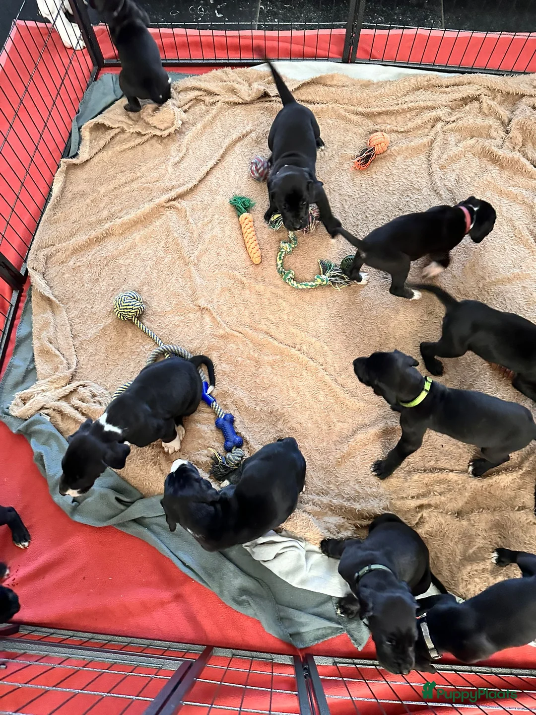 Duitse Dog honden te koop: Duitse Dog Pups - Advertentie 4