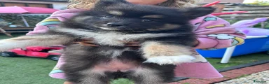 Pomsky 4