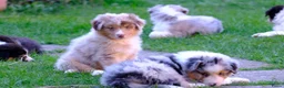 Australian Shepherd honden te koop: 🐾 Australian Shepherd pups, Super sociaal 🌸 - Advertentie 17