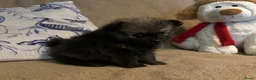 Pomeriaan honden te koop: Schattige Pomeriaanpups  in Putte - Advertentie 4