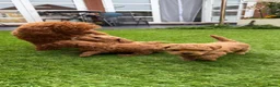 Poedel Toy honden te koop: 5 prachtige toy poedel reutjes  - Advertentie 11