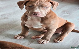 Amerikaanse Bully honden te koop: Amerikaanse Bully XL-Reu  - Afbeelding 3