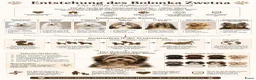 Kruising honden te koop: Bolonka Zwetna X pupjes - Advertentie 6