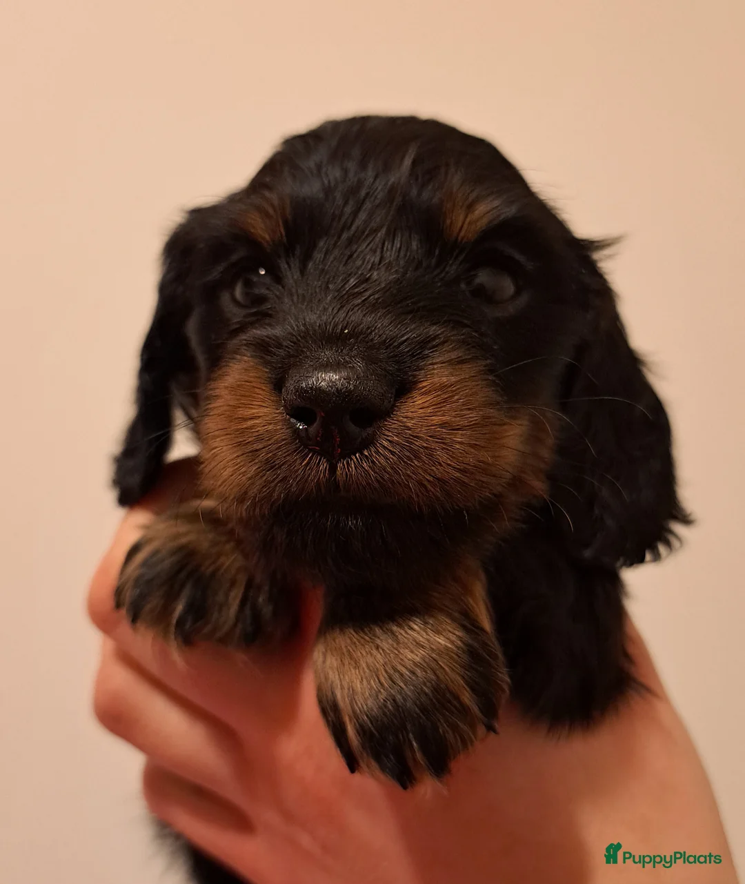 Teckel (langhaar) honden te koop: Dwerg langhaar puppies - Advertentie 1