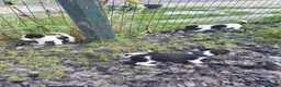 Jack Russel Terriër honden te koop: Zuiver gefokte JACK RUSSELTJES ruw + Broken + glad - Advertentie 8