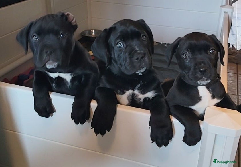 Cane Corso honden Cane Corso pups mogen het nest verlaten - Advertentie 1
