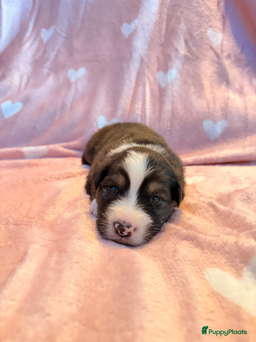 Australian Shepherd honden te koop: Australische Herder nestje  - Advertentie 7