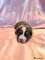 Australian Shepherd Puppy 2