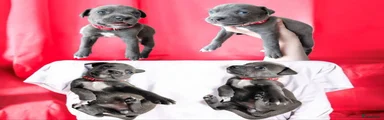 Kruising Puppy 8