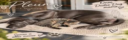 Duitse Dog honden te koop: Prachtige Duitse Dog pups zoeken een thuis - Advertentie 8