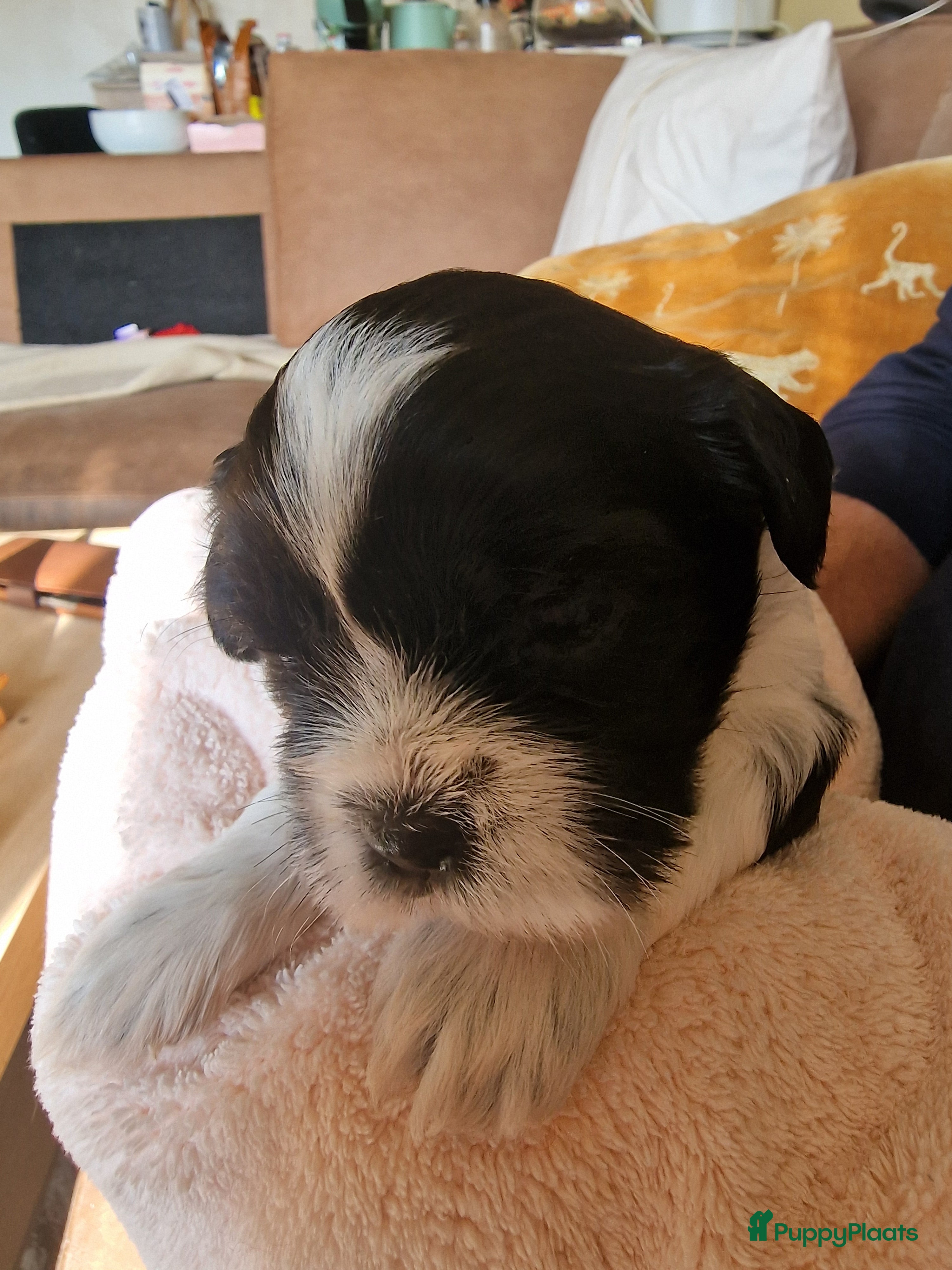 Shih Tzu honden 3 reukes pups te koop - Advertentie 2