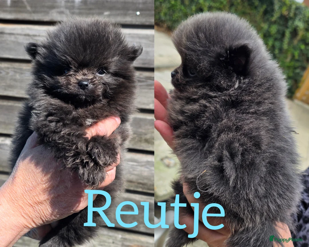 Pomeriaan honden te koop: Zeldzaam mooi blauwe pomeriaan reutjes  - Advertentie 1