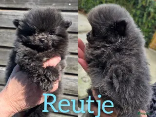 Pomeriaan honden Zeldzaam mooi blauwe pomeriaan reutjes - Advertentie 3