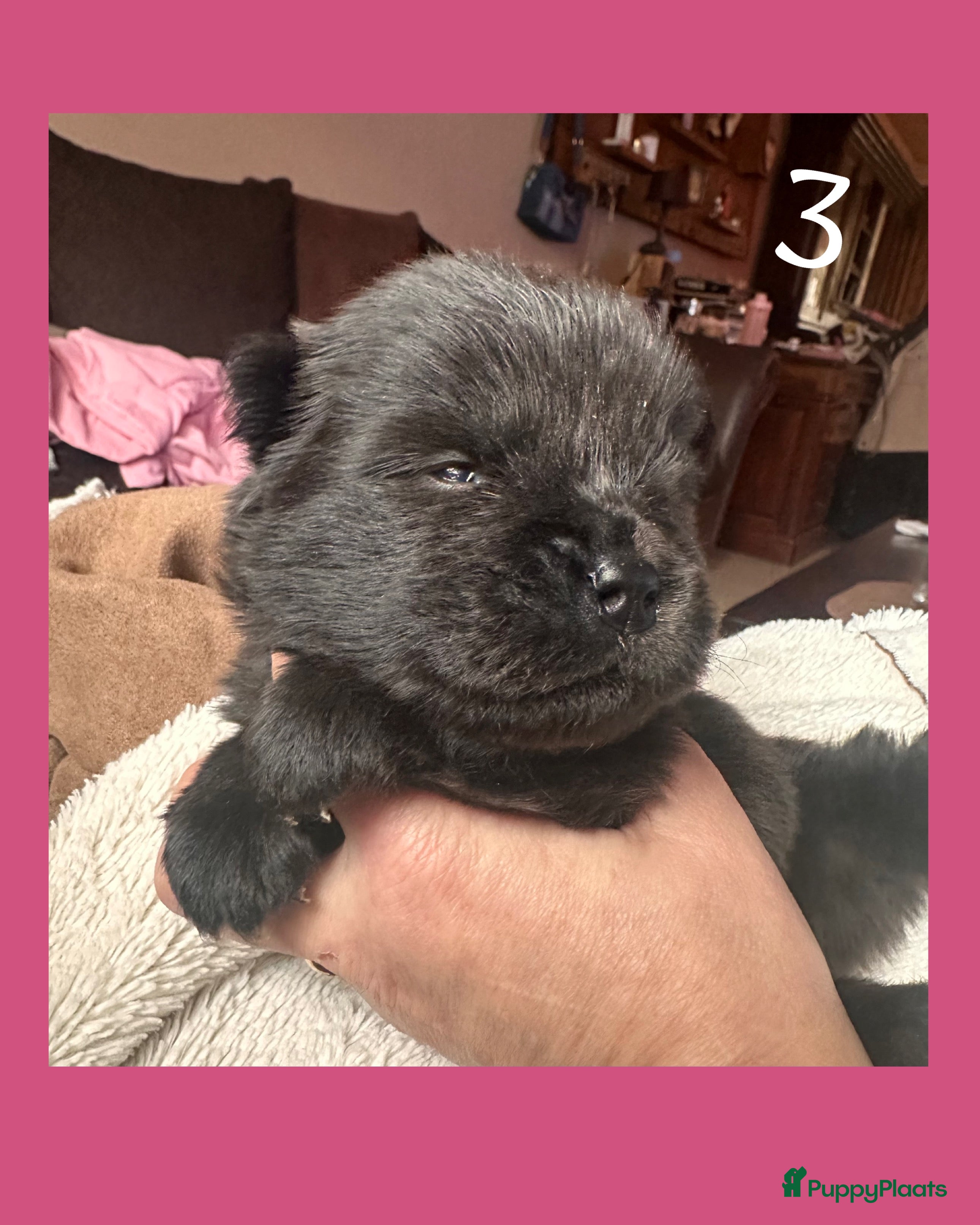 Chow Chow honden Mini Chow chow - Advertentie 2