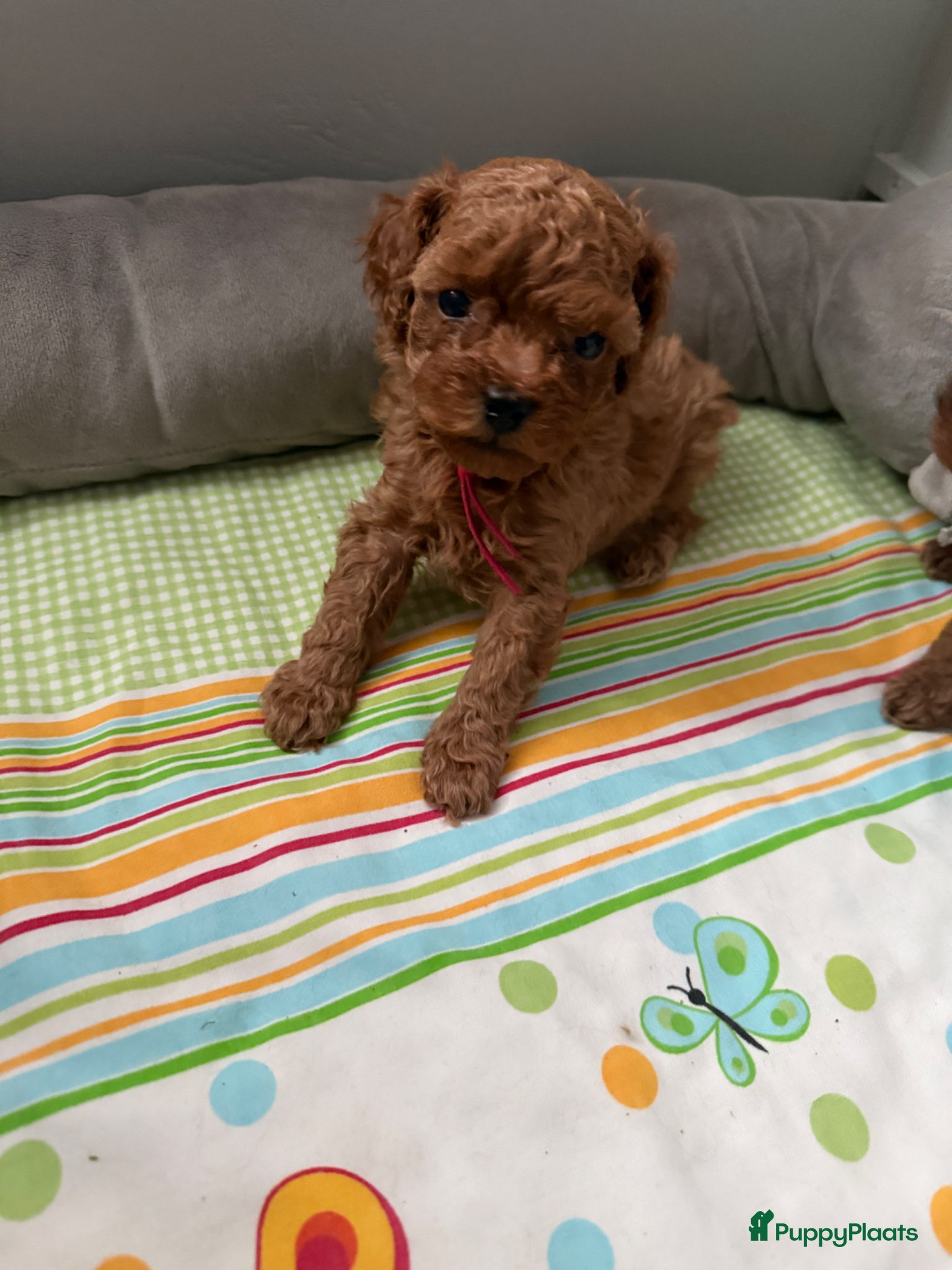Poedel Toy honden Poedel toy pups 🐩 1 teef   beschikbaar !!! - Advertentie 6