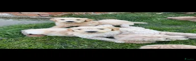 Goldendoodle Puppy 5