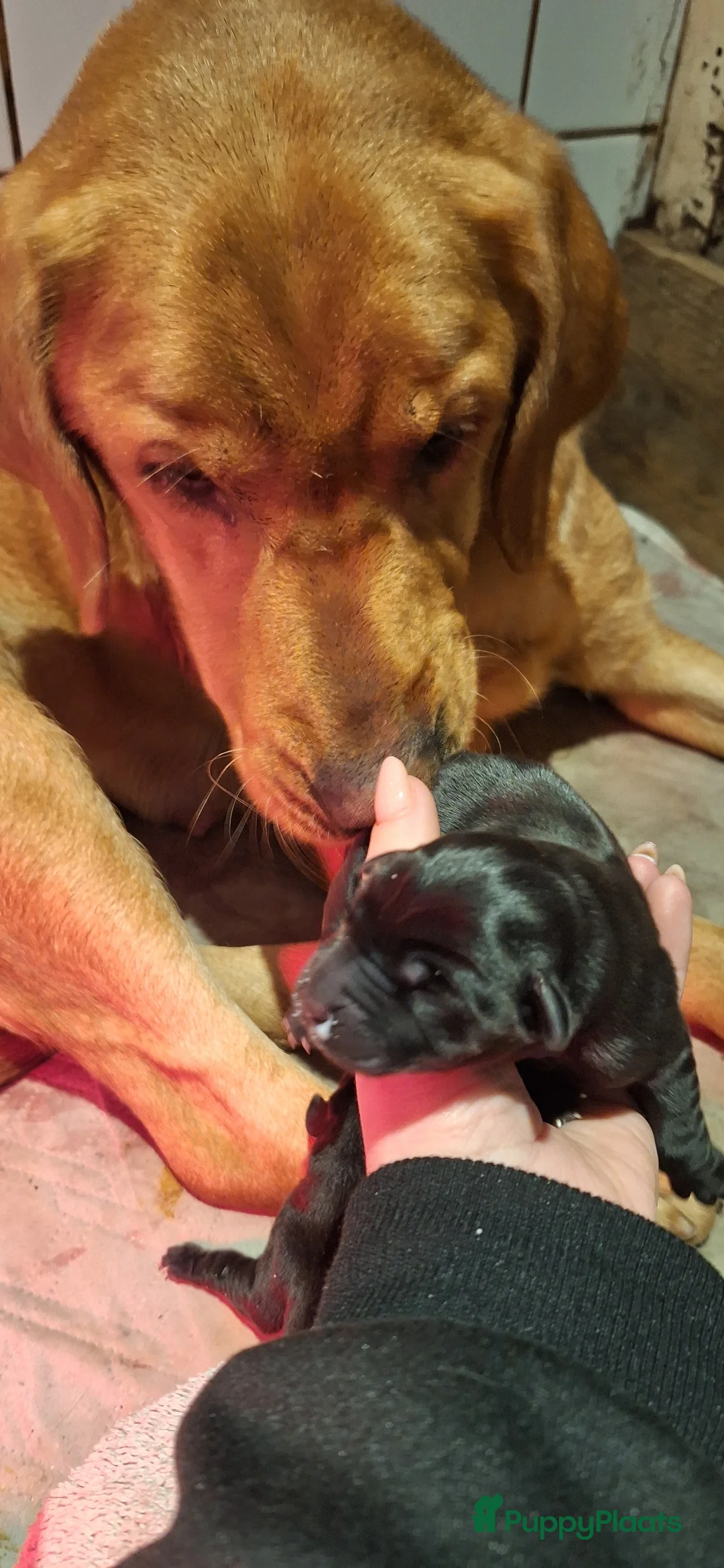 Labrador Retriever honden te koop: Gezonde en liefdevolle labrador pups - Advertentie 13