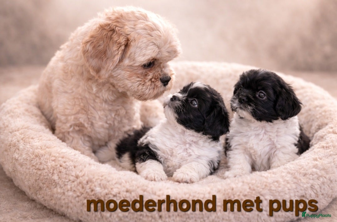 Kruising honden Mooie gezonde boomer pups. Shih tzu maal Maltezer - Advertentie 1