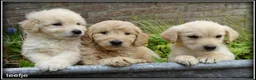Goldendoodle honden te koop: Goldendoodle pups. Zie omschrijving. - Advertentie 16