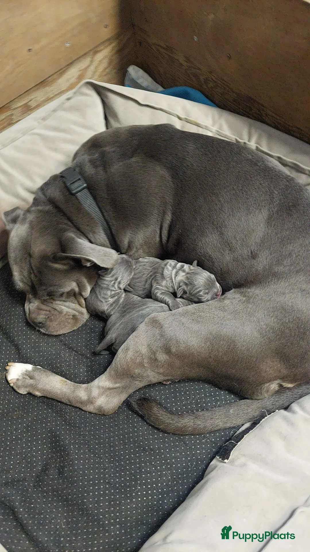 Old English Bulldog honden te koop: Super lieve Old English Bulldog pups - Advertentie 2