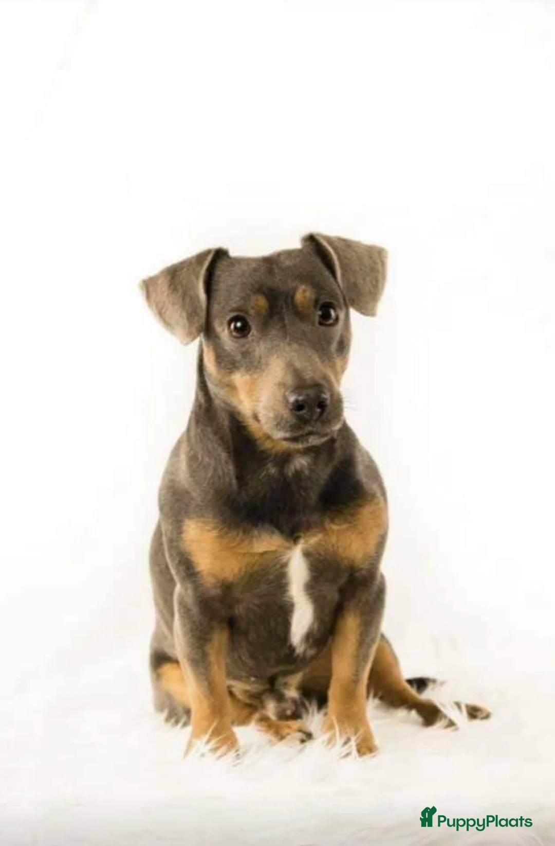 Jack Russel Terriër honden ter dekking: Jack russell dekreuen in Koewacht - Advertentie 6