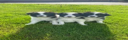 Border Collie honden te koop: Border Collie pups - Advertentie 7