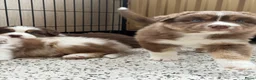 Australian Shepherd honden te koop: Australische herder pups huiselijk opgevoed  - Advertentie 14