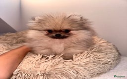 Pomeriaan honden te koop: Pomeriaan pups bearface - Afbeelding 2