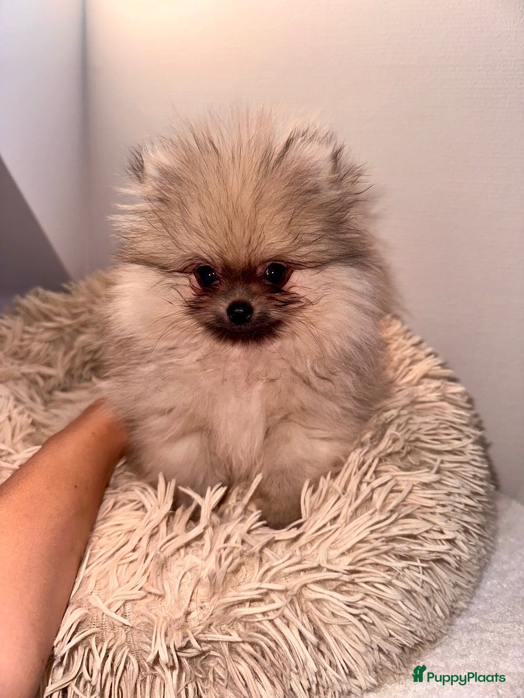 Pomeriaan honden te koop: Pomeriaan pups bearface - Afbeelding 2