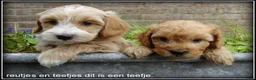 Maltipoo honden te koop: Maltipoo F1b pups - Advertentie 12