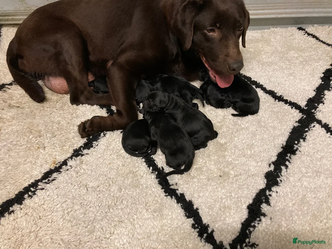 Labrador Retriever honden te koop: Zwarte labrador pups - Advertentie 1