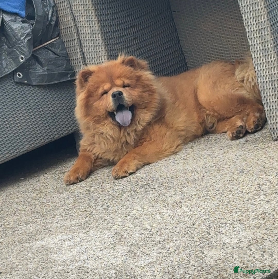 Chow Chow honden ter dekking: Dekreu Chow Chow Bobbie - Advertentie 2