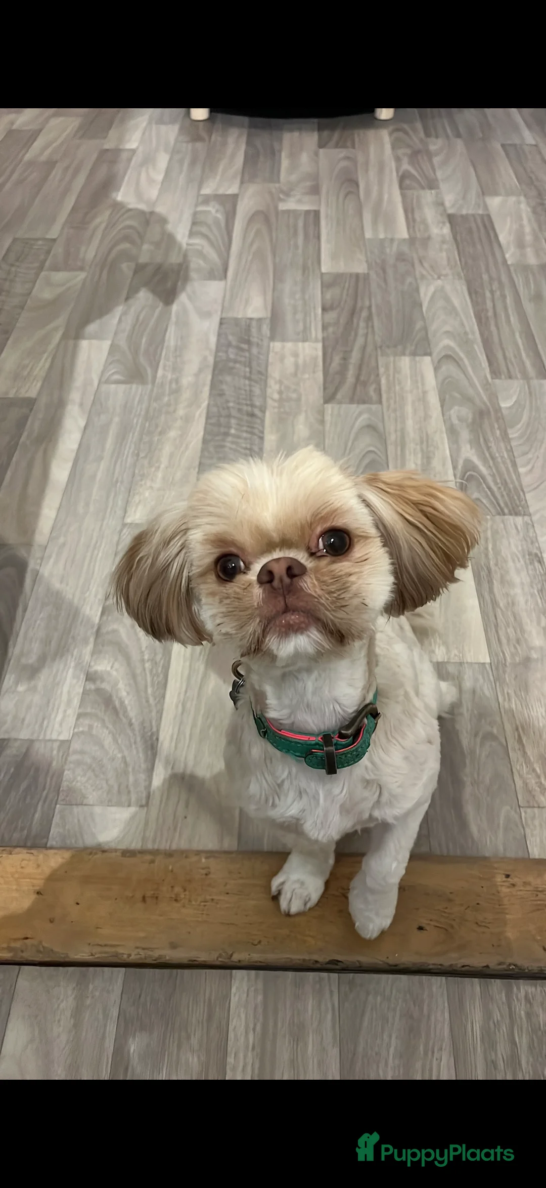 Kruising honden te koop: Prachtig pups Shih Tzu Pomeriaan shiranian  - Advertentie 5