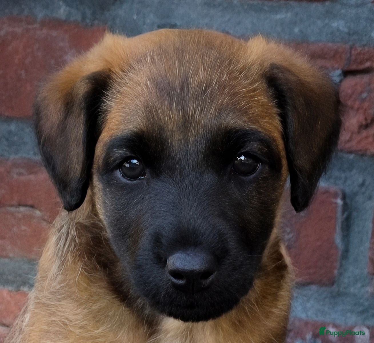 Border Terriër honden WESTFALEN TERRIER REU ☆TOPAFSTAMMING ☆  - Advertentie 13