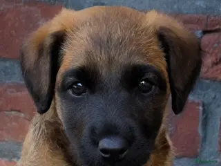 Border Terriër honden WESTFALEN TERRIER REU ☆TOPAFSTAMMING ☆ - Advertentie 13