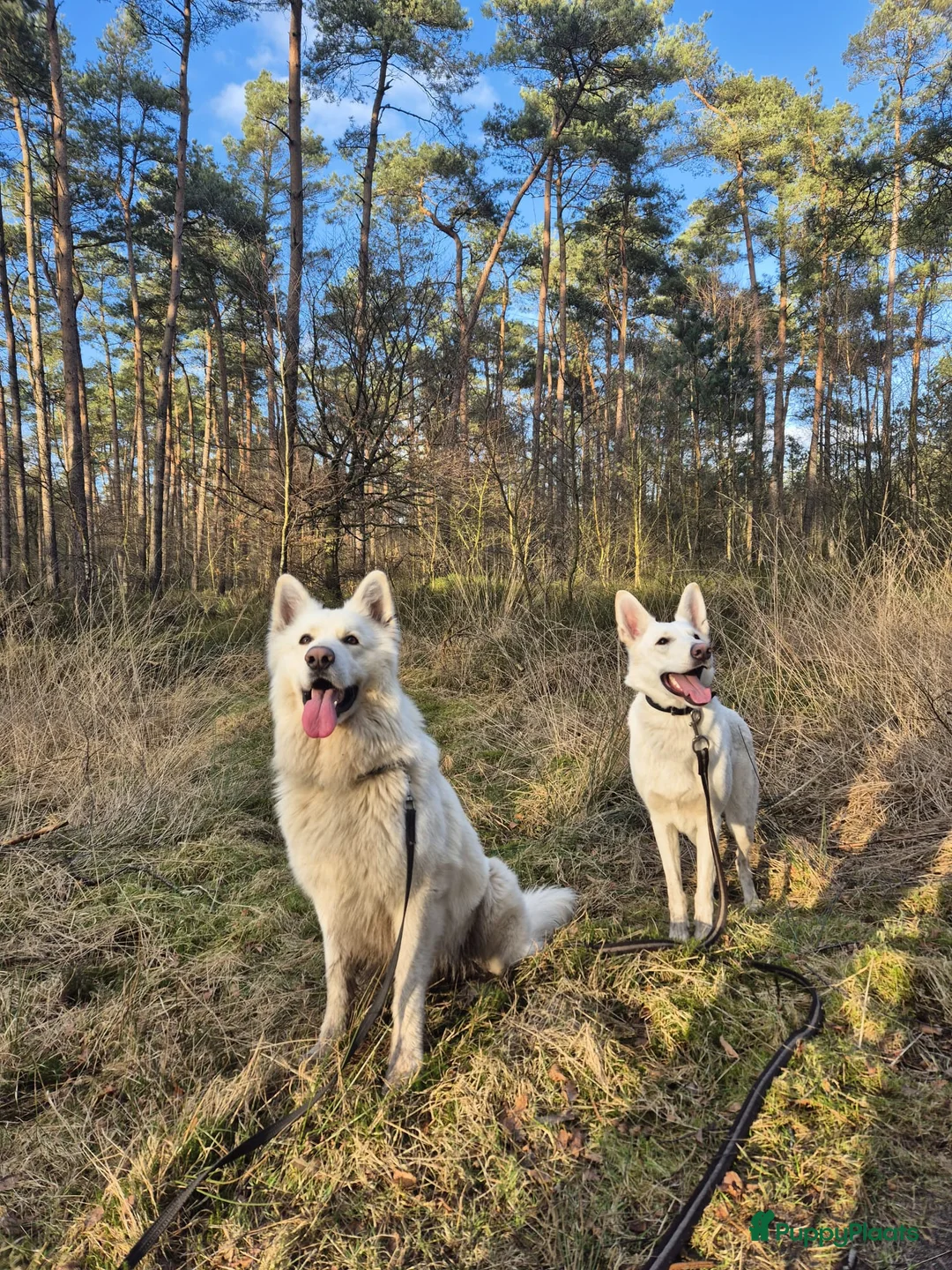 Zwitserse Witte Herdershond honden te koop: Witte herder pups - Advertentie 9
