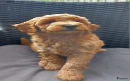 Poedel honden te koop: Raszuivere middenmaat poedelpups - Afbeelding 3