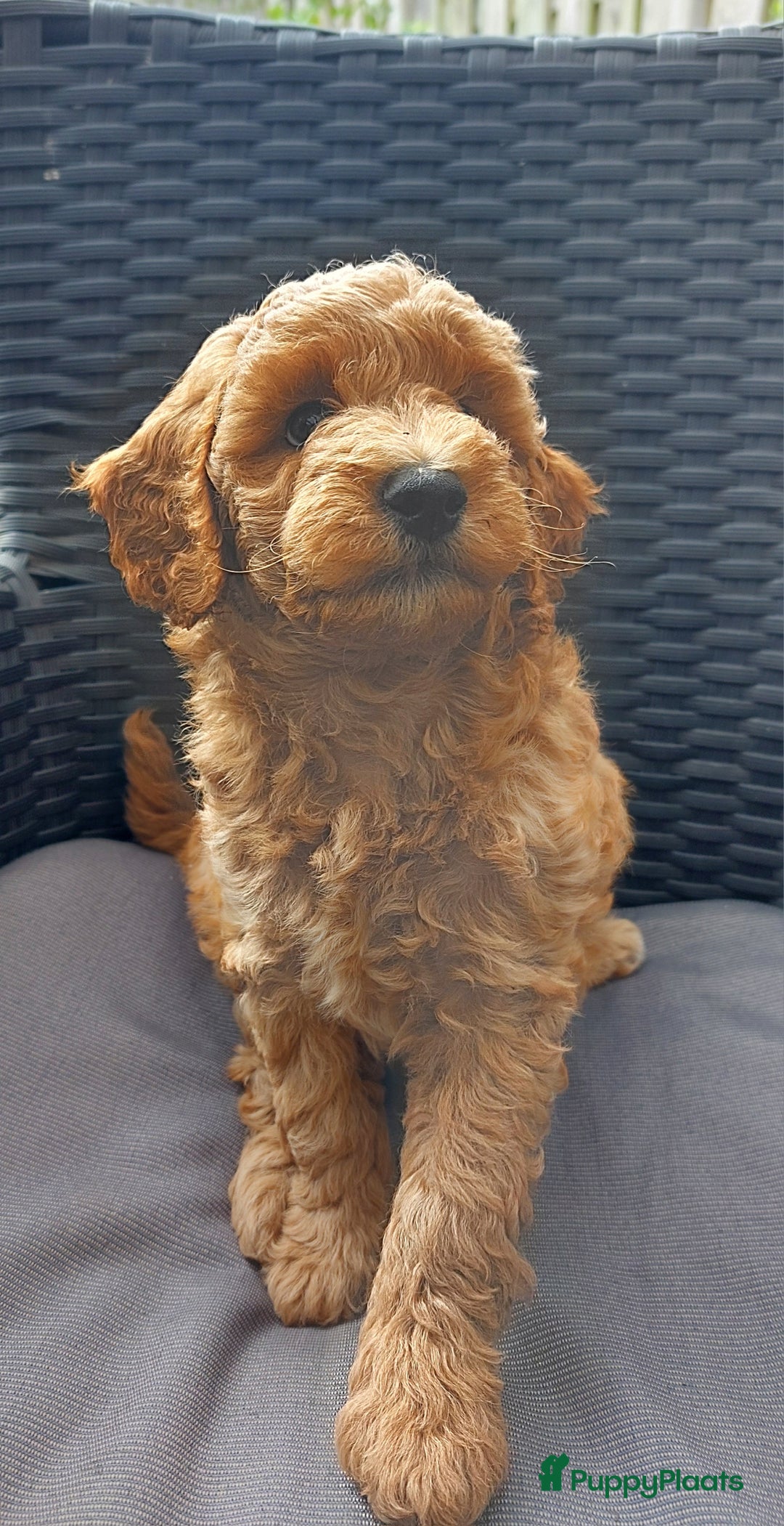 Poedel honden te koop: Raszuivere middenmaat poedelpups - Afbeelding 3