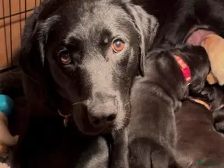 Labrador Retriever honden Labrador pups - Advertentie 2