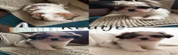 Shih Tzu honden te koop: Shih Tzu pups - Advertentie 9