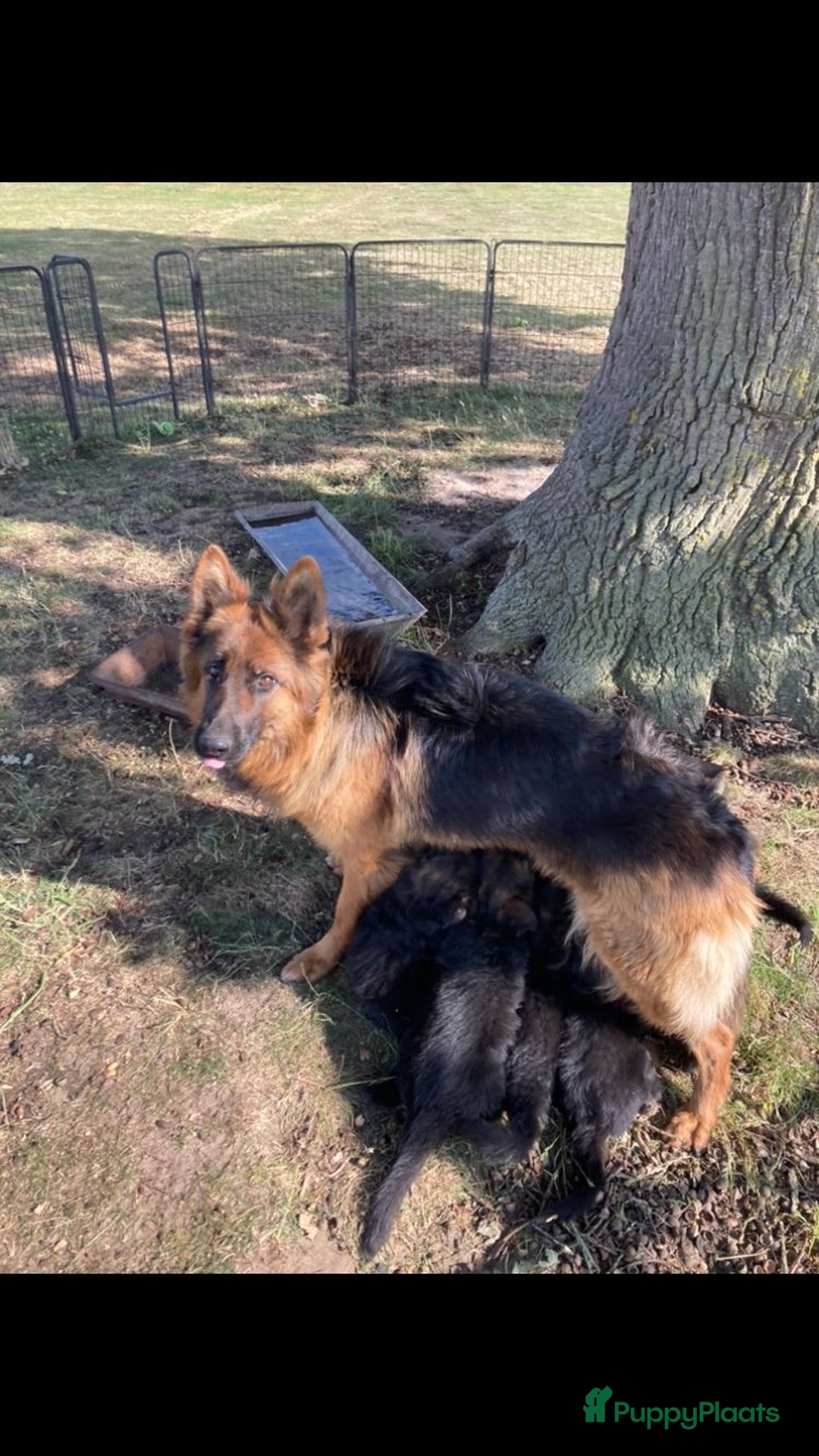 Duitse Herder honden te koop: Prachtige langharige Duitse herder met rechte rug - Afbeelding 4