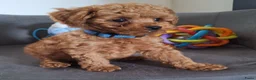 Poedel Toy honden te koop: toypoedel reu pups beschikbaar  - Advertentie 4