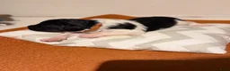 Kruising honden te koop: Friese Stabij x Friese Stabij/Kelpi puppy’s  in Sint-Oedenrode - Advertentie 13