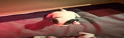 Jack Russel Terriër honden te koop: Schattige jack russels te koop  - Advertentie 6