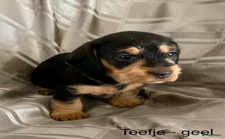 Ruwhaar Teckel honden - Advertentie 1