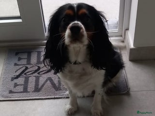 Cavalier King Charles Spaniel honden Cavaliers king charel - Advertentie 10