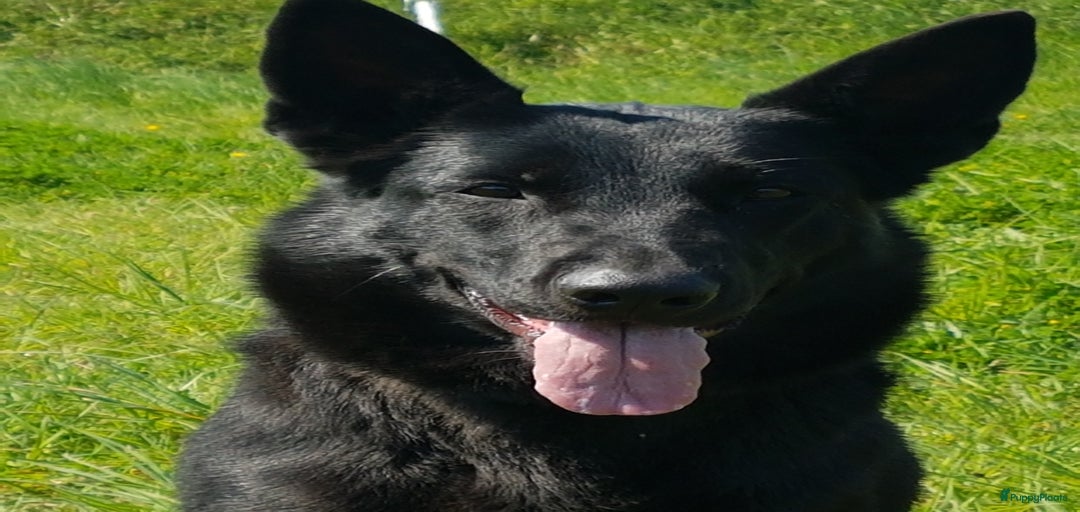 Galerij afbeelding {{count}}