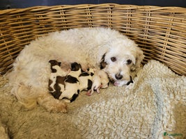 Kruising honden - Advertentie 3