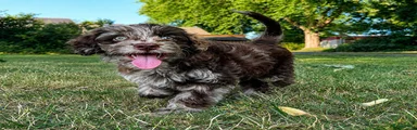 Labradoodle Puppy 1